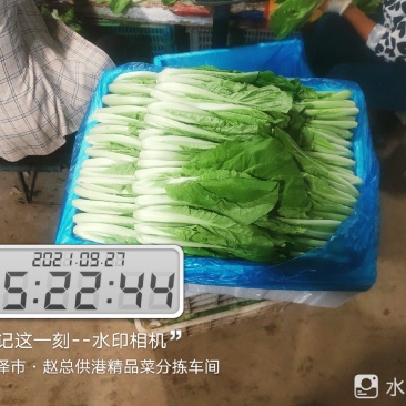 每天大量有货