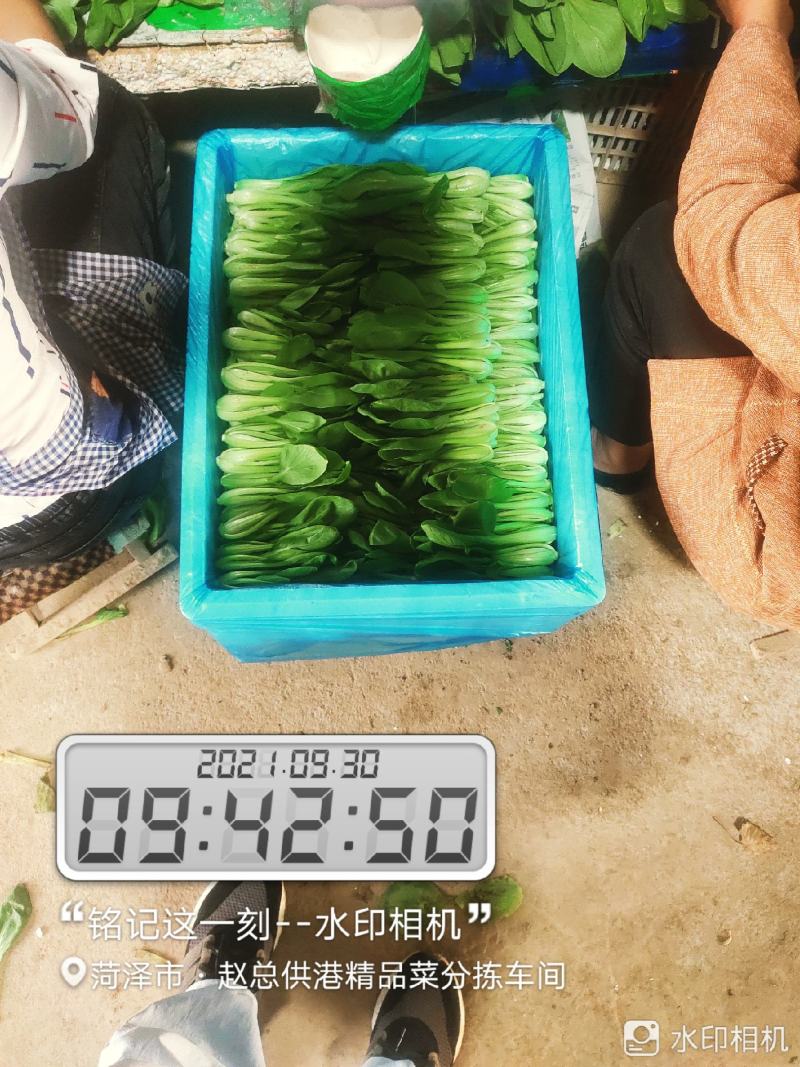 每天大量有货