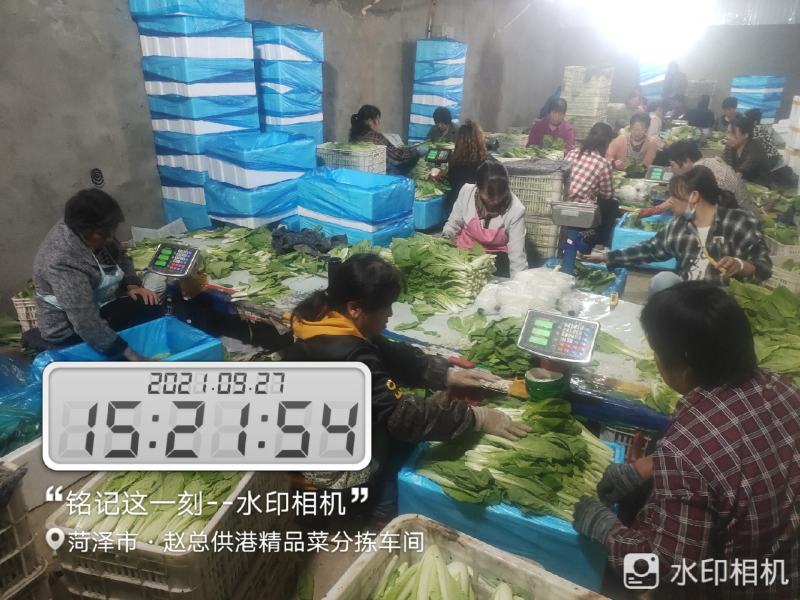 每天大量有货