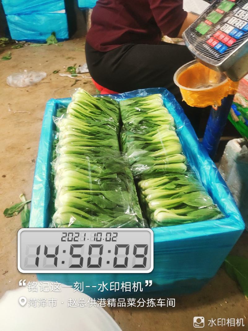 每天大量有货
