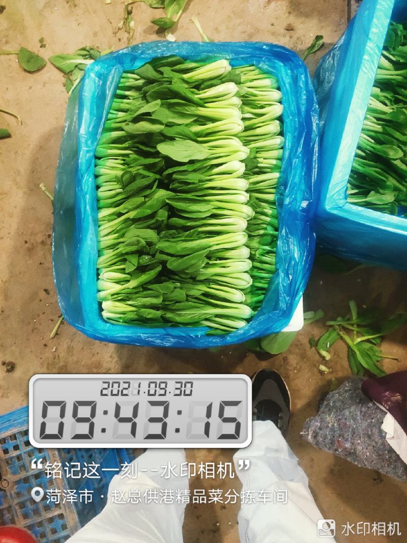 每天大量有货