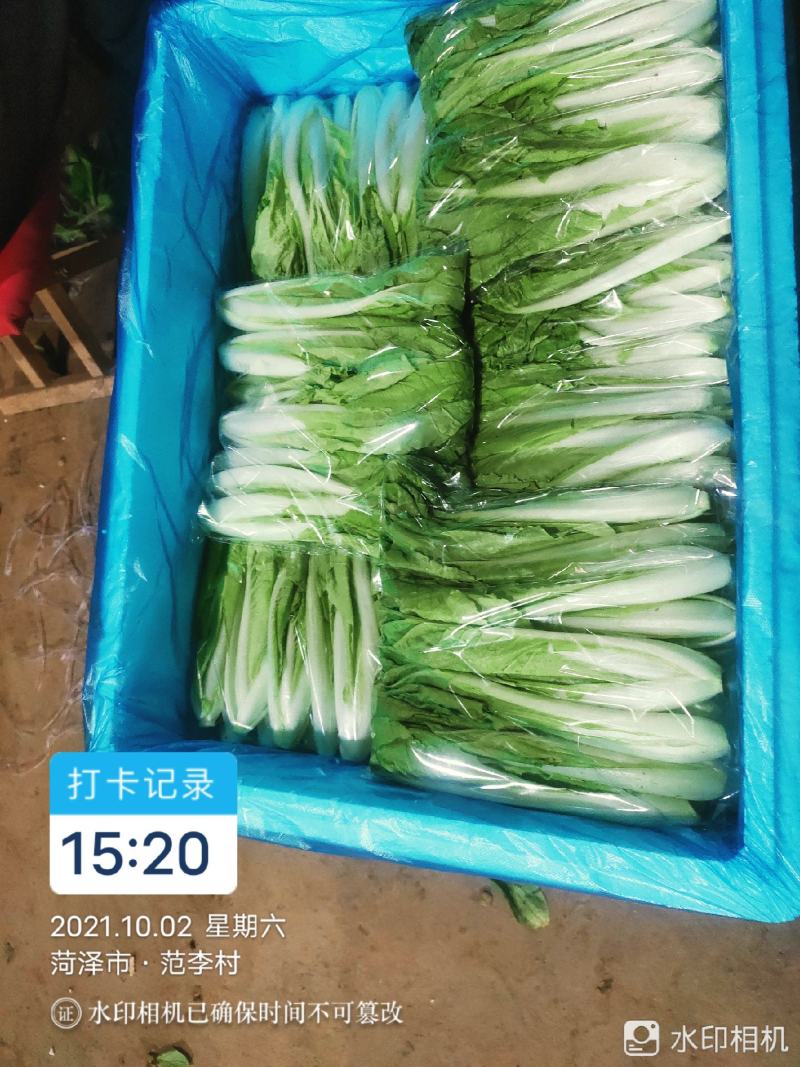 每天大量有货