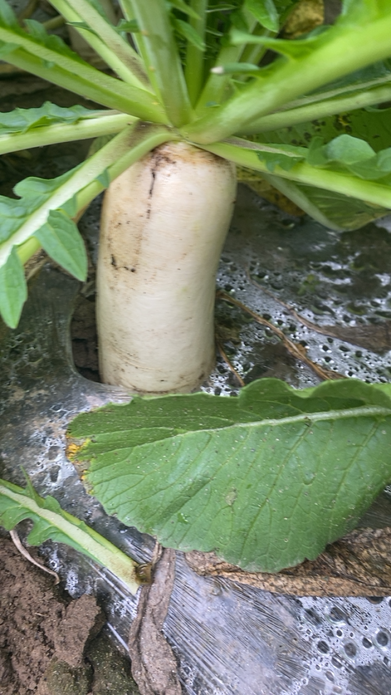 湖北精品白萝卜本地优质蔬菜货量充足产地直销