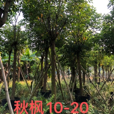秋风容器苗12-30公分各种地苗假值苗出售