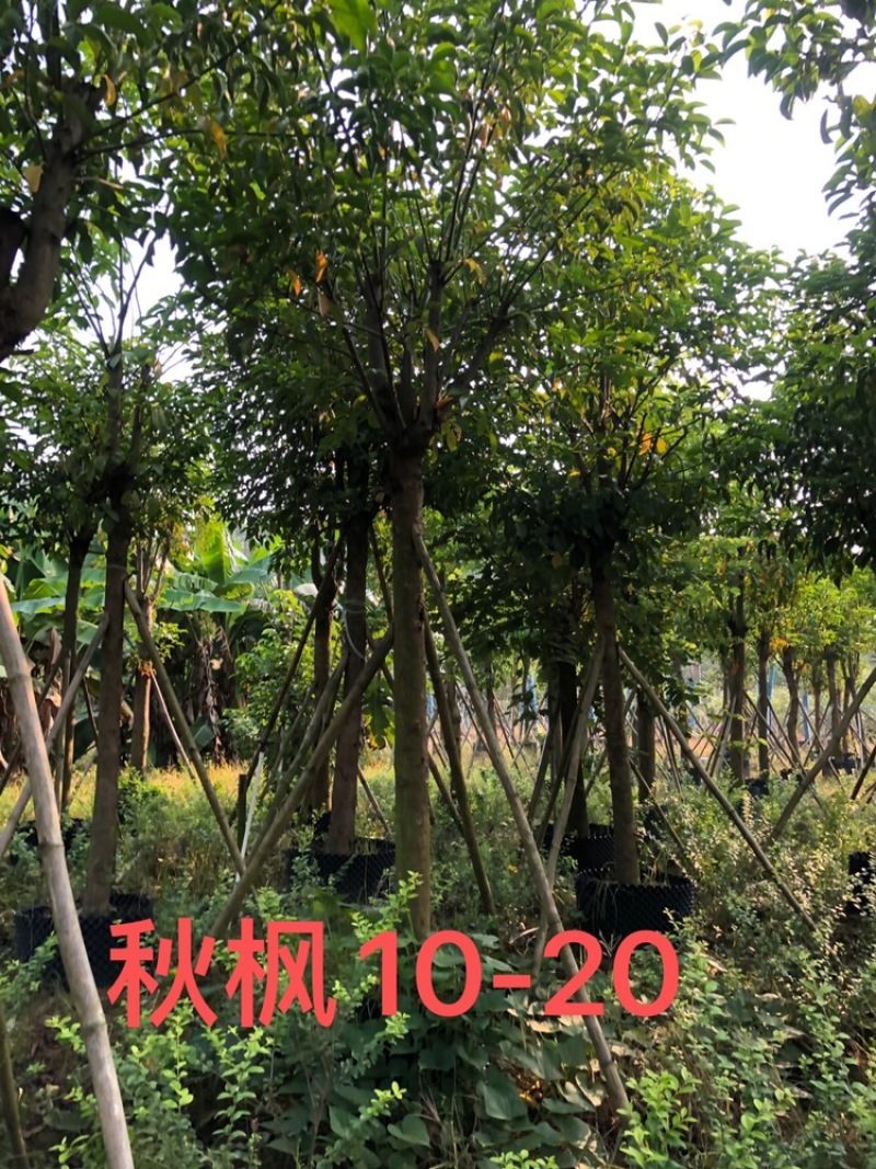 秋风容器苗12-30公分各种地苗假值苗出售