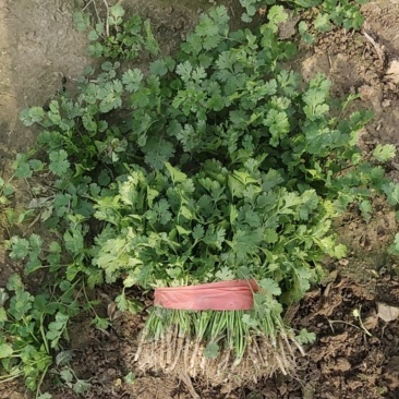 铁杆青中小叶香菜大量收购小蒜，欢迎订购
