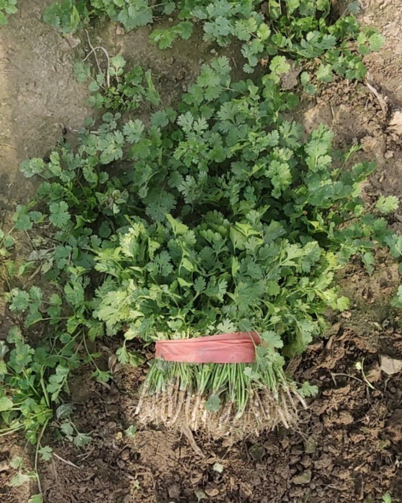铁杆青中小叶香菜大量收购小蒜，欢迎订购