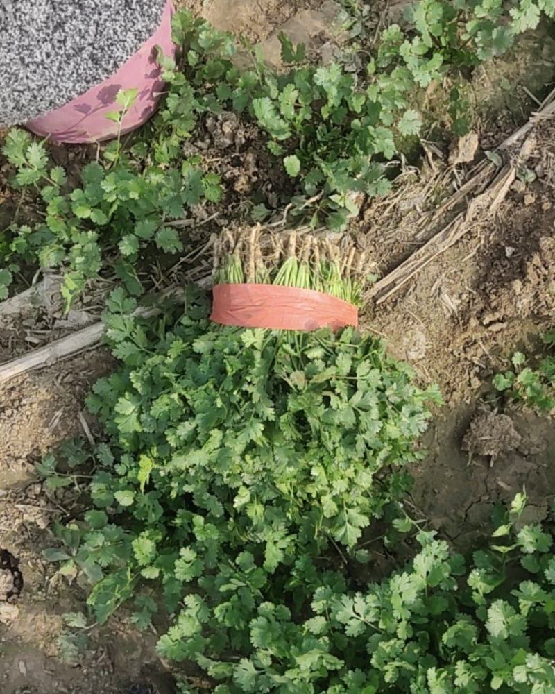 铁杆青中小叶香菜大量收购小蒜，欢迎订购