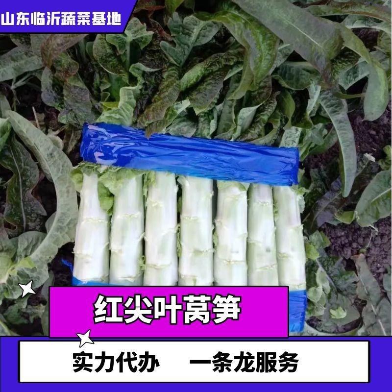 山东郯城红尖叶香莴笋大量上市中绿杆青肉新鲜出炉
