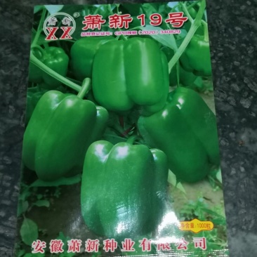 泡椒种子