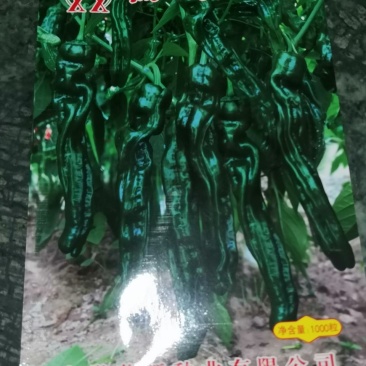 温室早春弓棚秋延迟专用新品种皱椒黑旋风