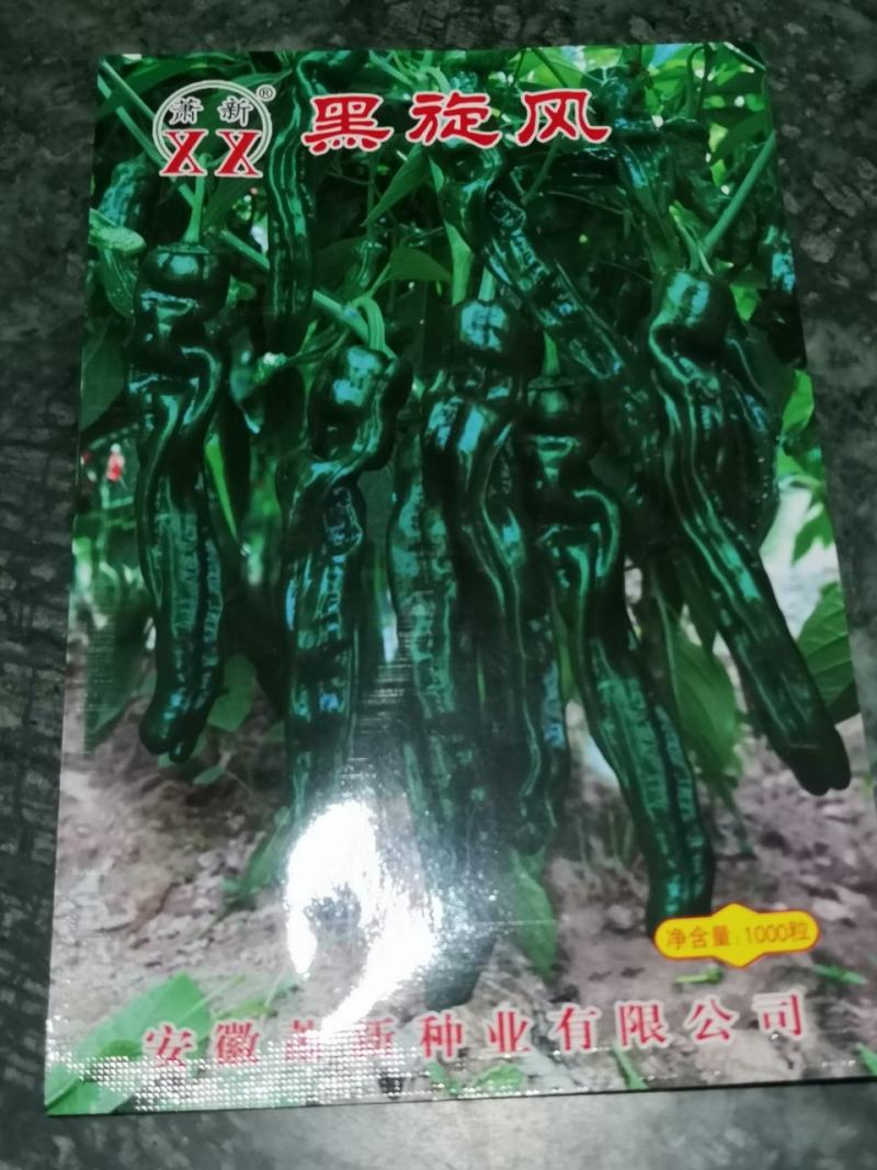 温室早春弓棚秋延迟专用新品种皱椒黑旋风