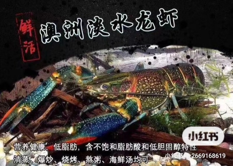 龙虾