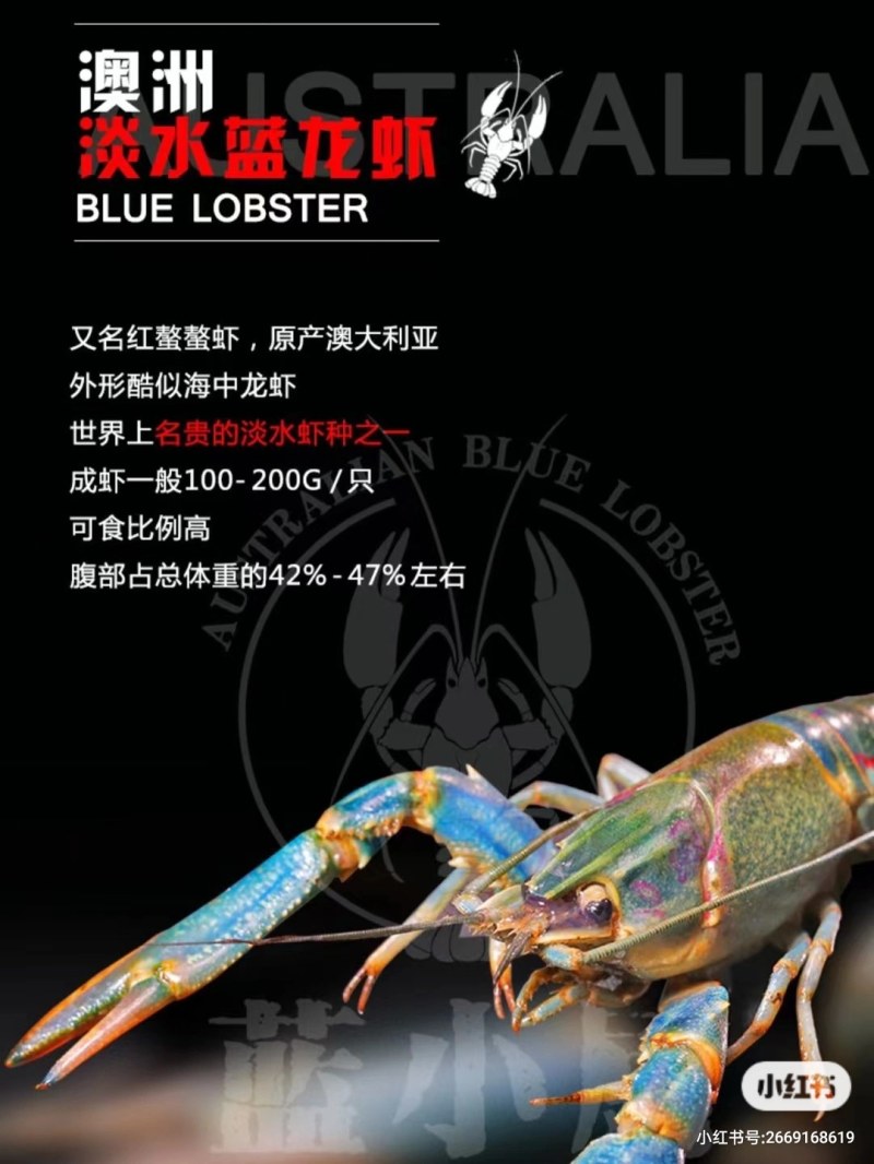 龙虾