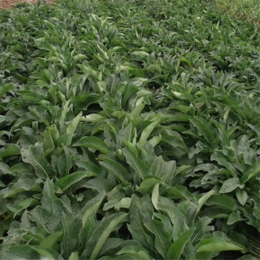 多年生牧草~俄罗斯饲料菜种根,连续收割20年耐寒耐旱高产