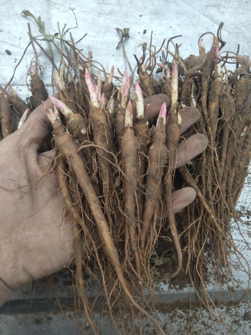 白芍苗芍药苗赤芍苗保证成活率新鲜种苗基地直销