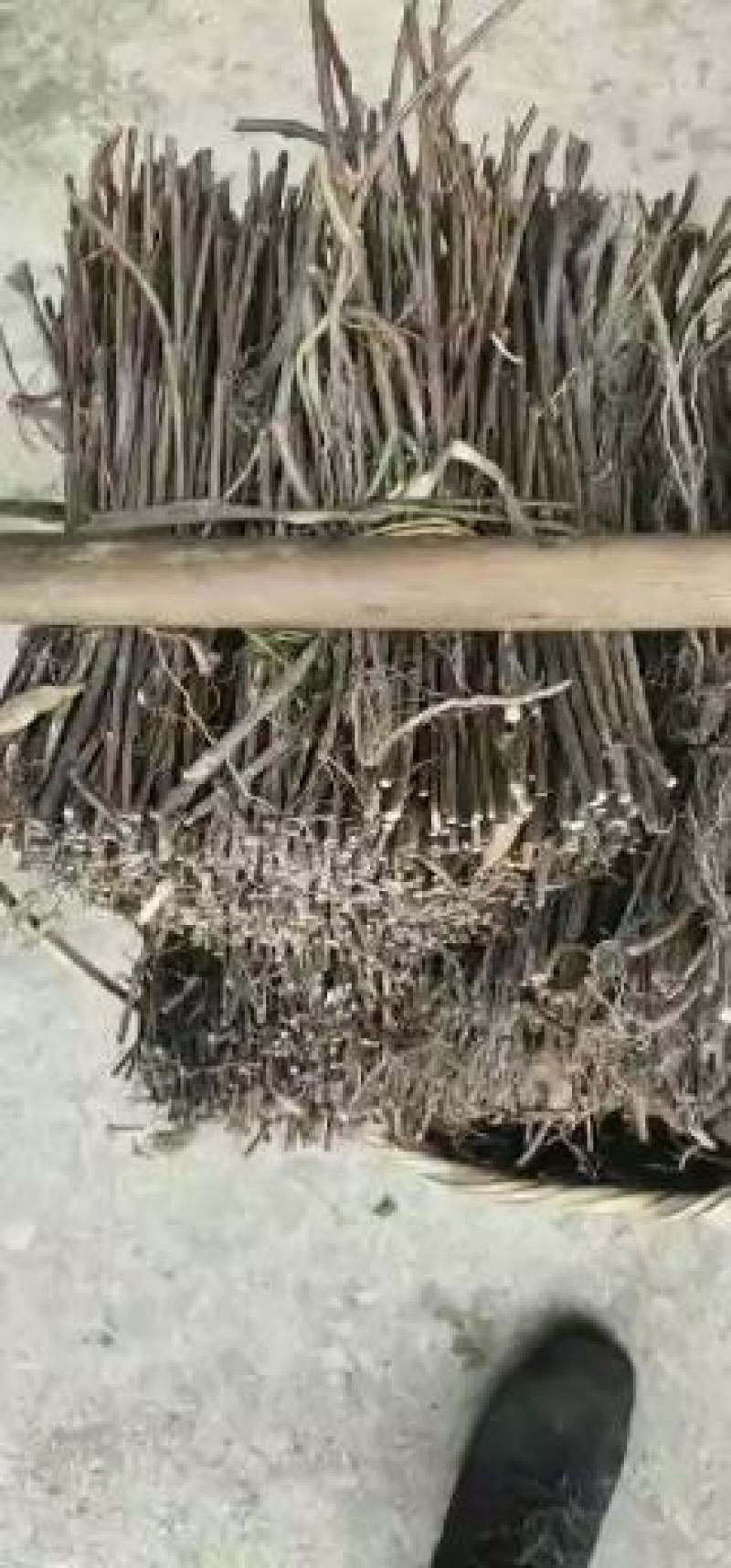 何首乌苗产地供应按要求做剪枝苗现做成活率高