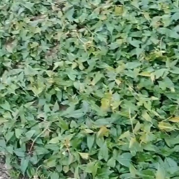 何首乌苗产地供应按要求做剪枝苗现做成活率高