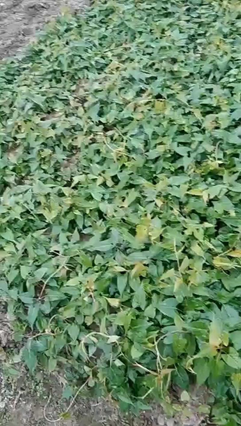 何首乌苗产地供应按要求做剪枝苗现做成活率高