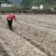 何首乌苗产地供应按要求做剪枝苗现做成活率高