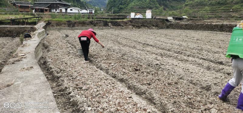 何首乌苗产地供应按要求做剪枝苗现做成活率高