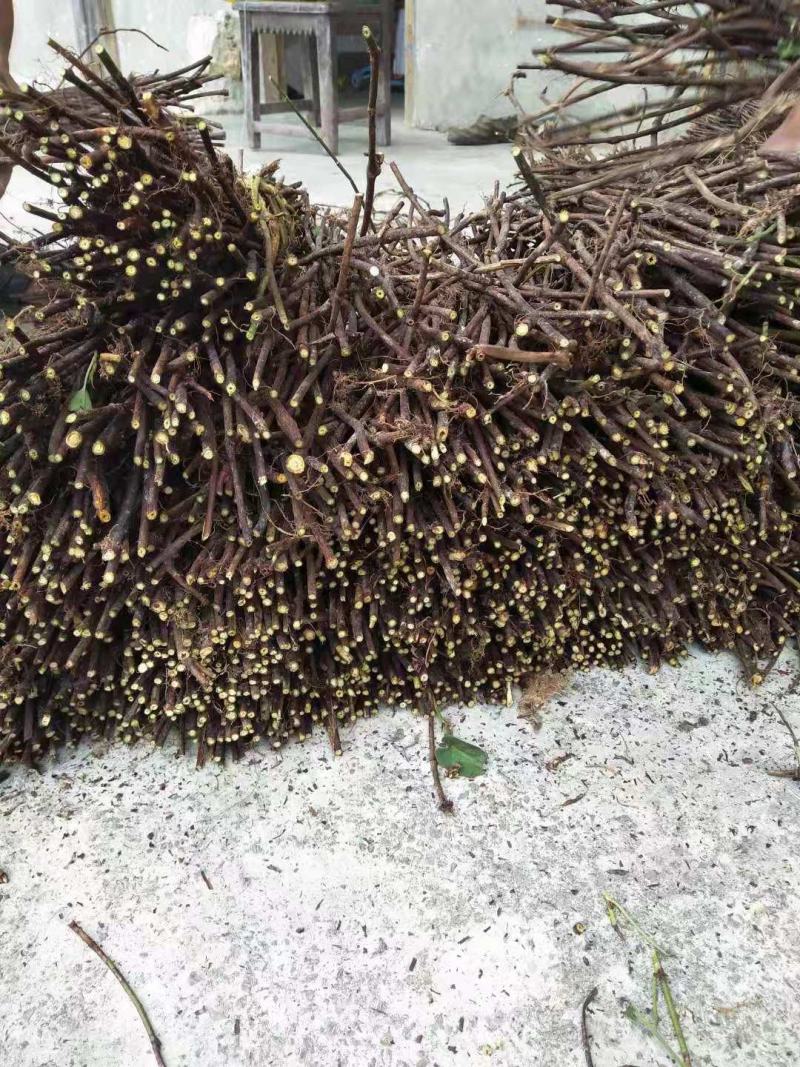 何首乌苗产地供应按要求做剪枝苗现做成活率高
