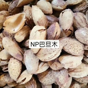 巴达木，NP,小珍珠，皮薄，仁大口感好，是理想的休闲食品