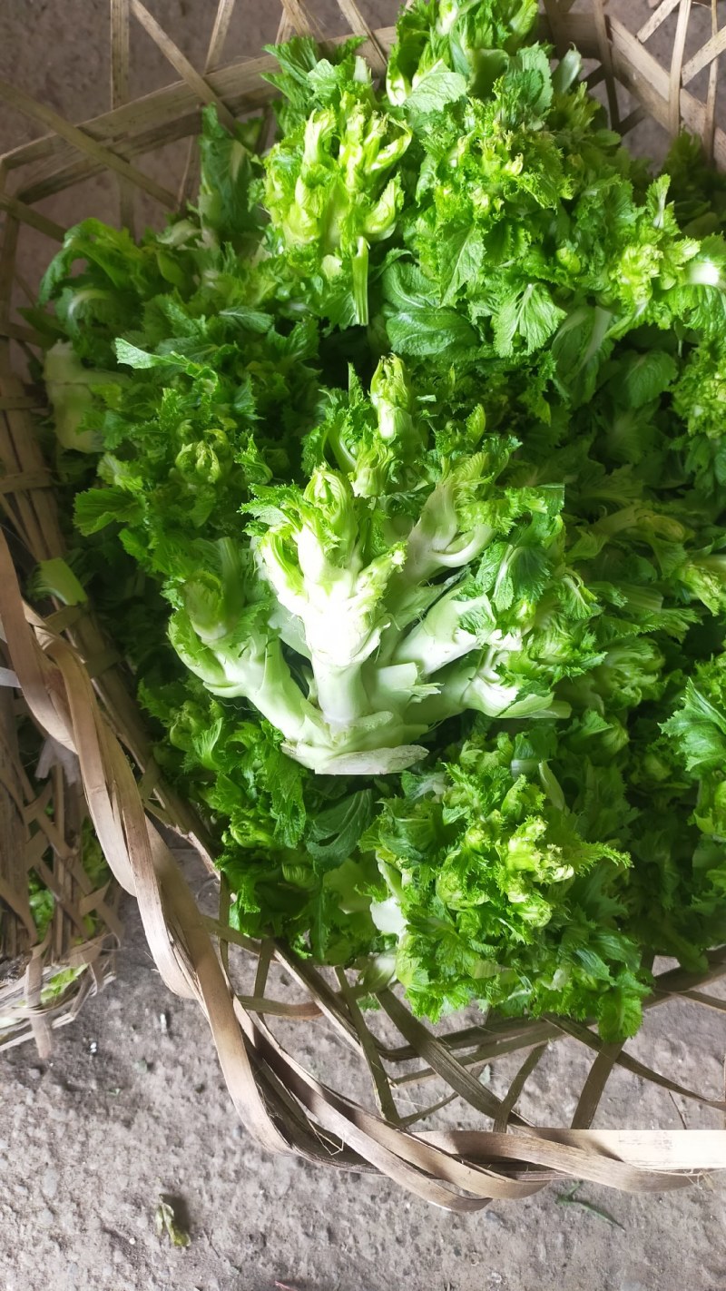儿菜