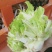 儿菜