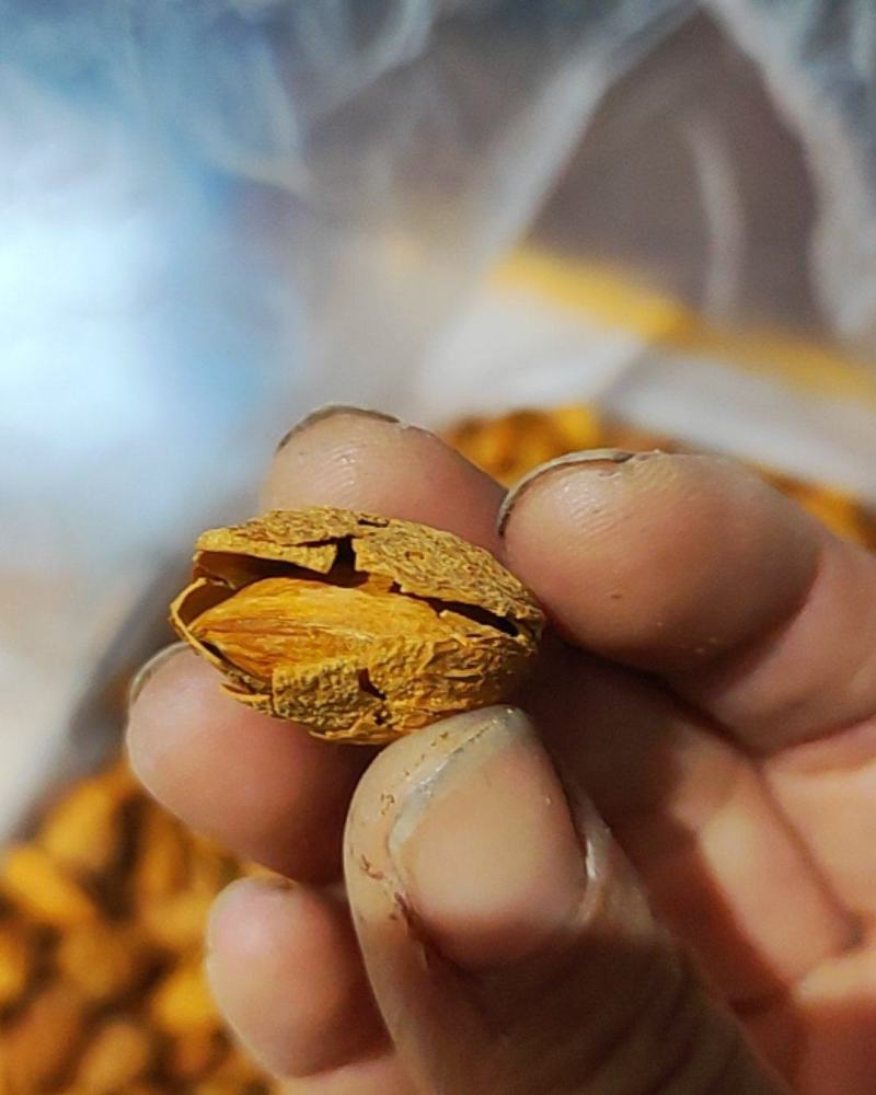 巴达木，NP,小珍珠，皮薄，仁大口感好，是理想的休闲食品