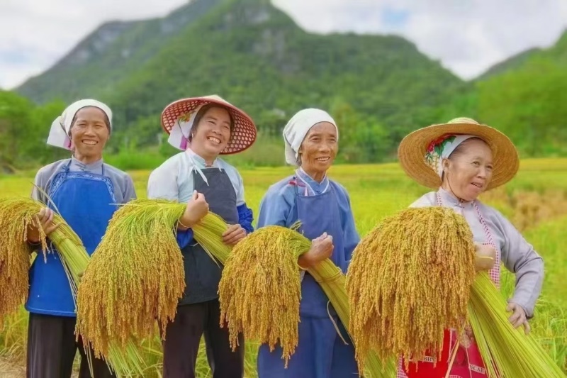 云南特产大米八宝贡米高原小粒香5kg