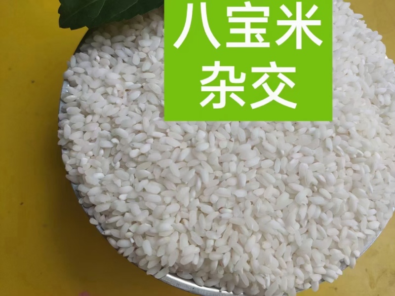 云南特产大米八宝贡米高原小粒香5kg