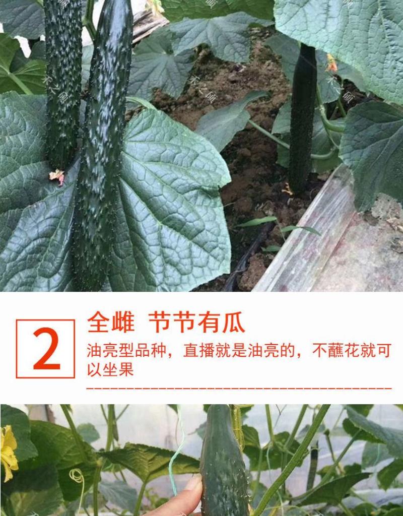 绿优178一代杂交黄瓜种子抗病性强极耐热