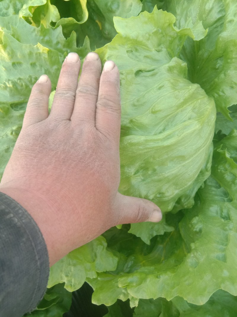 球生菜