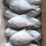 银鲳鱼也叫白鲳，肉质鲜美质量保证放心购。五斤装
