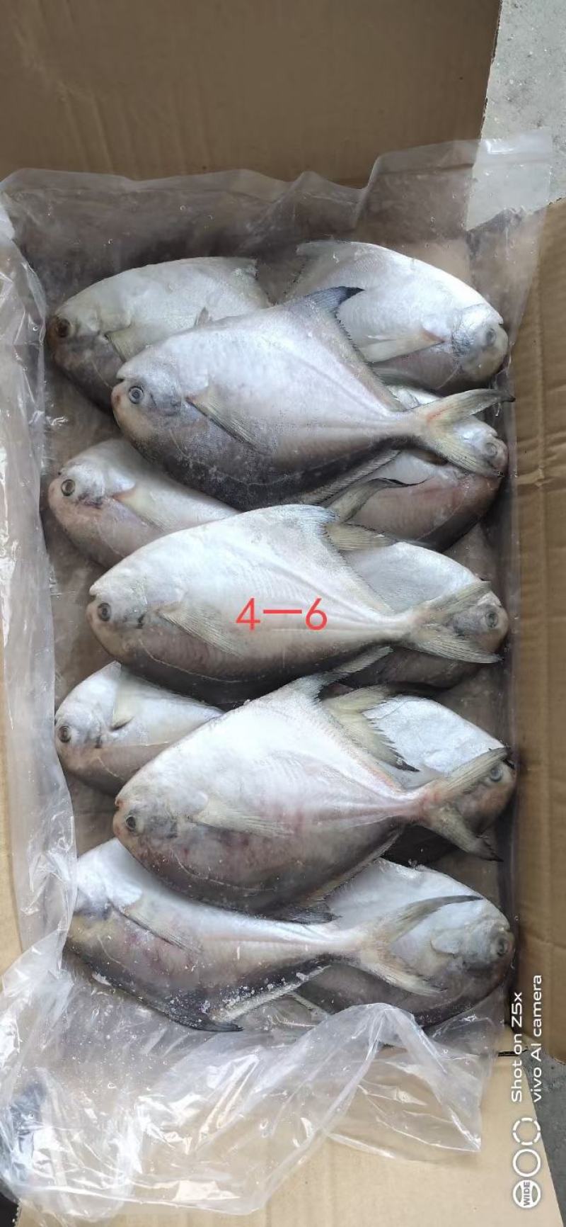银鲳鱼也叫白鲳，肉质鲜美质量保证放心购。五斤装