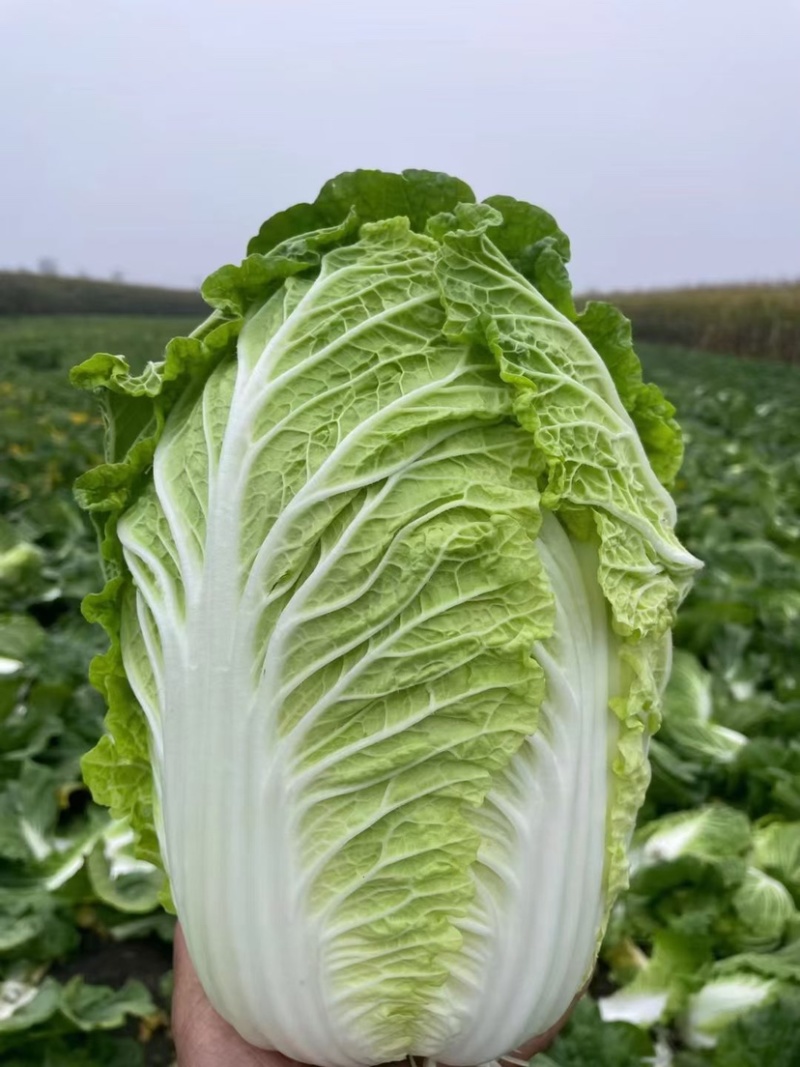 大白菜【对接超商】黄心大白菜、玲珑黄东北大白菜、