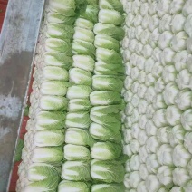 大白菜【对接超商】黄心大白菜、玲珑黄东北大白菜、