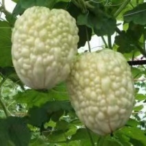瓜果种子～苹果苦瓜，可以生食的苦瓜种子新品种5粒每袋