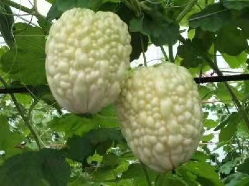 瓜果种子～苹果苦瓜，可以生食的苦瓜种子新品种5粒每袋