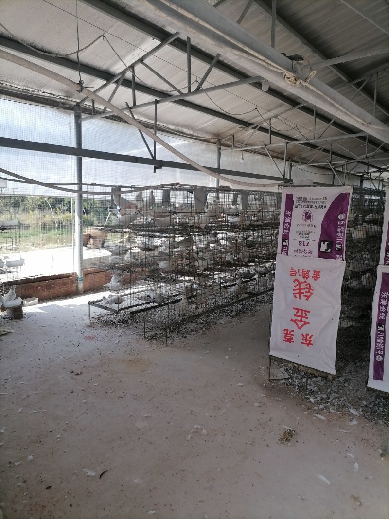 肉鸽