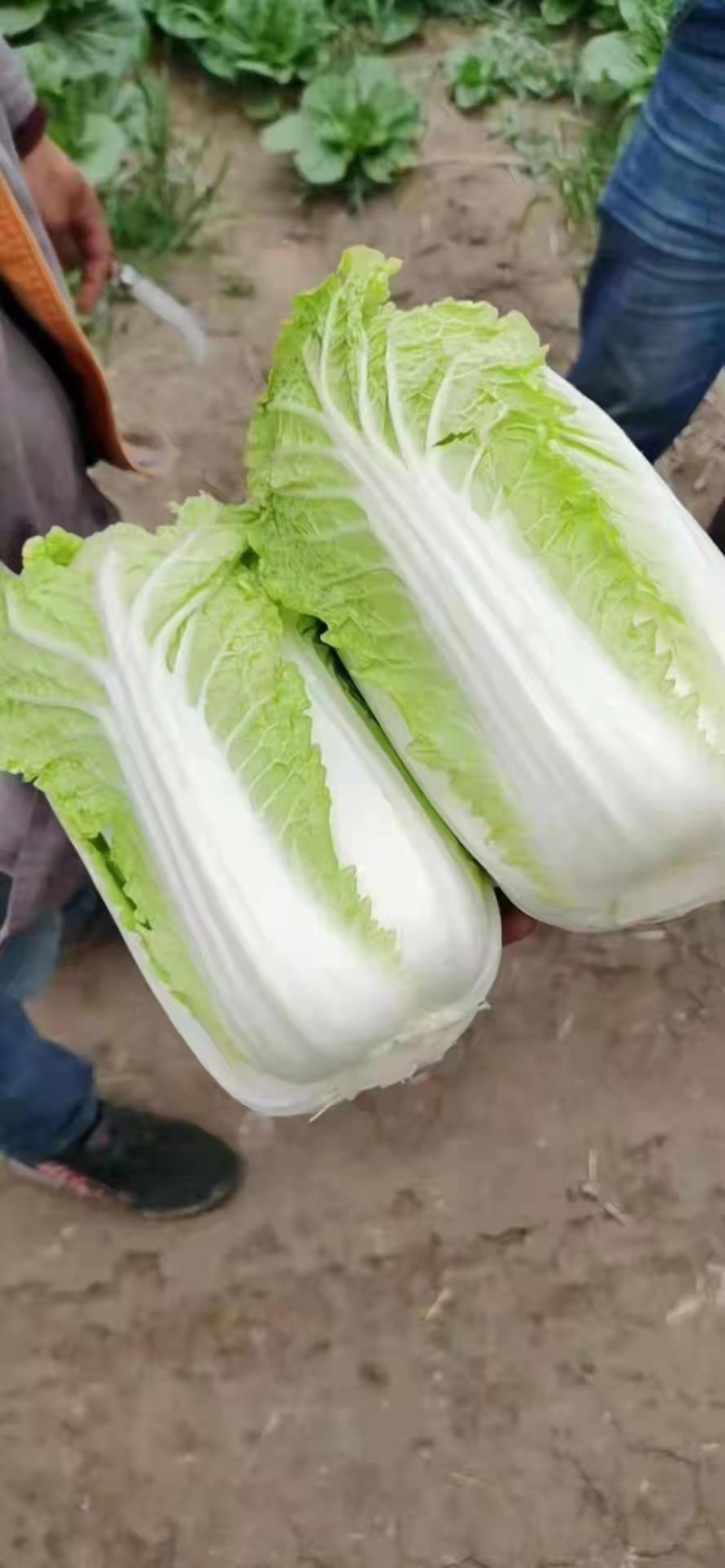 大白菜【对接超商】黄心大白菜、玲珑黄东北大白菜、