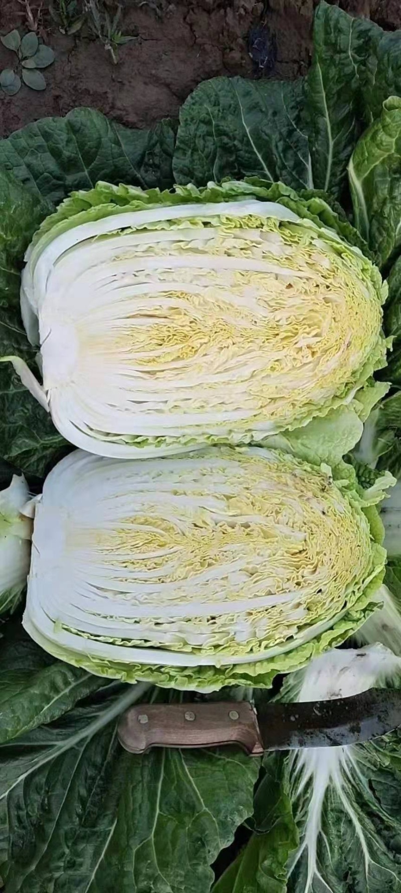 大白菜【对接超商】黄心大白菜、玲珑黄东北大白菜、