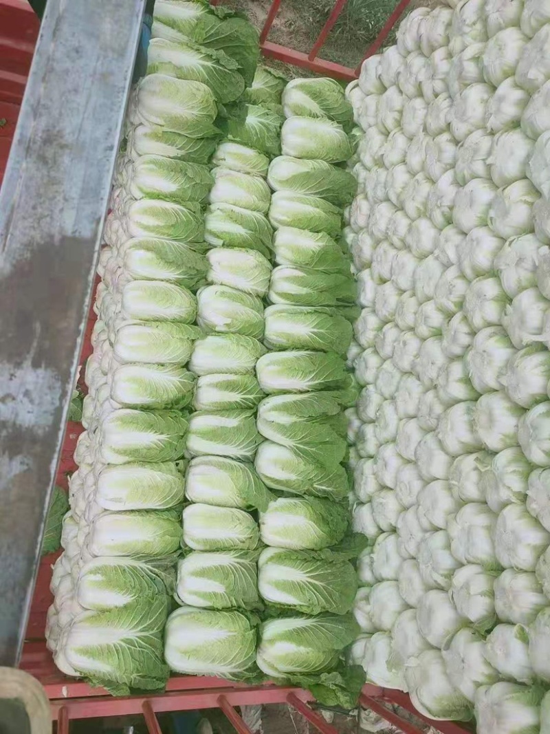 大白菜【对接超商】黄心大白菜、玲珑黄东北大白菜、