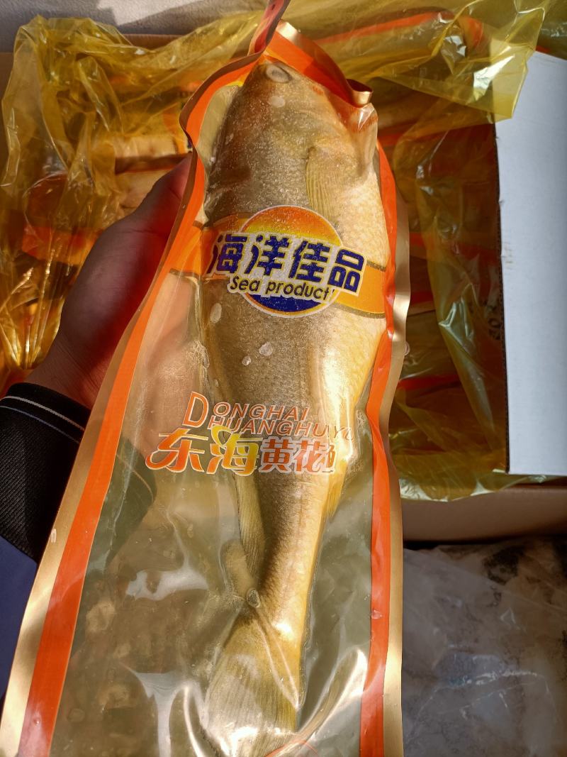 大黄花鱼一条1.1斤质量好