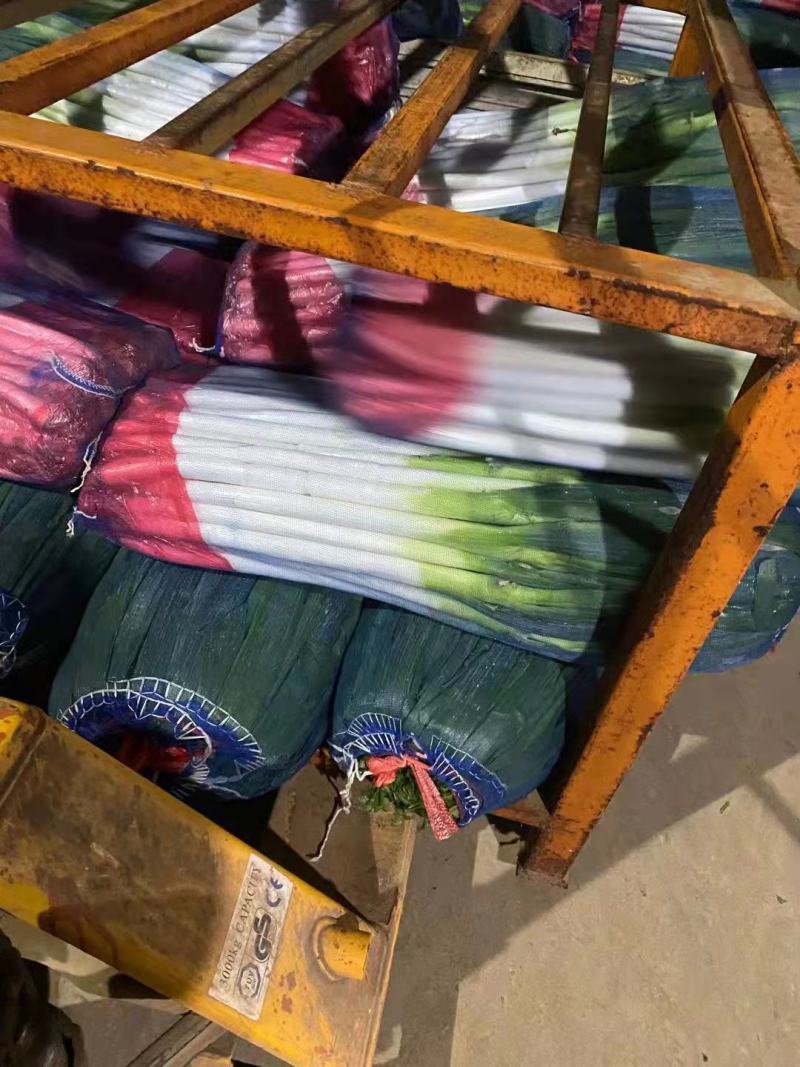 【热】精品网袋净葱，大量上市，一手货源，代发全国