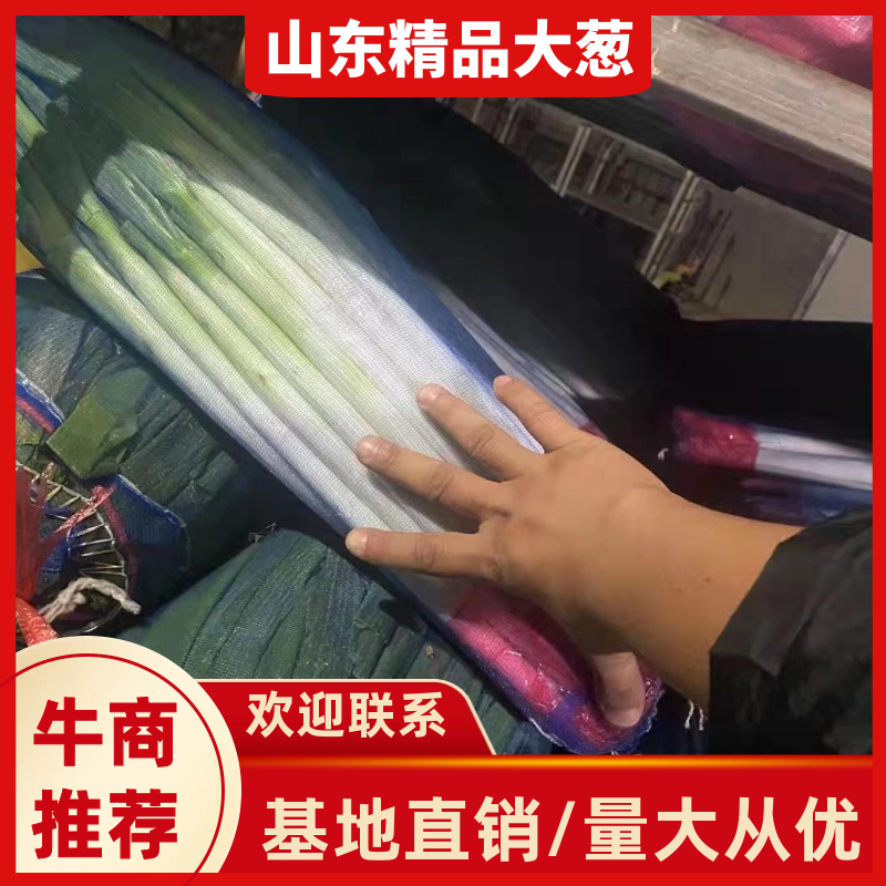【热】精品网袋净葱，大量上市，一手货源，代发全国
