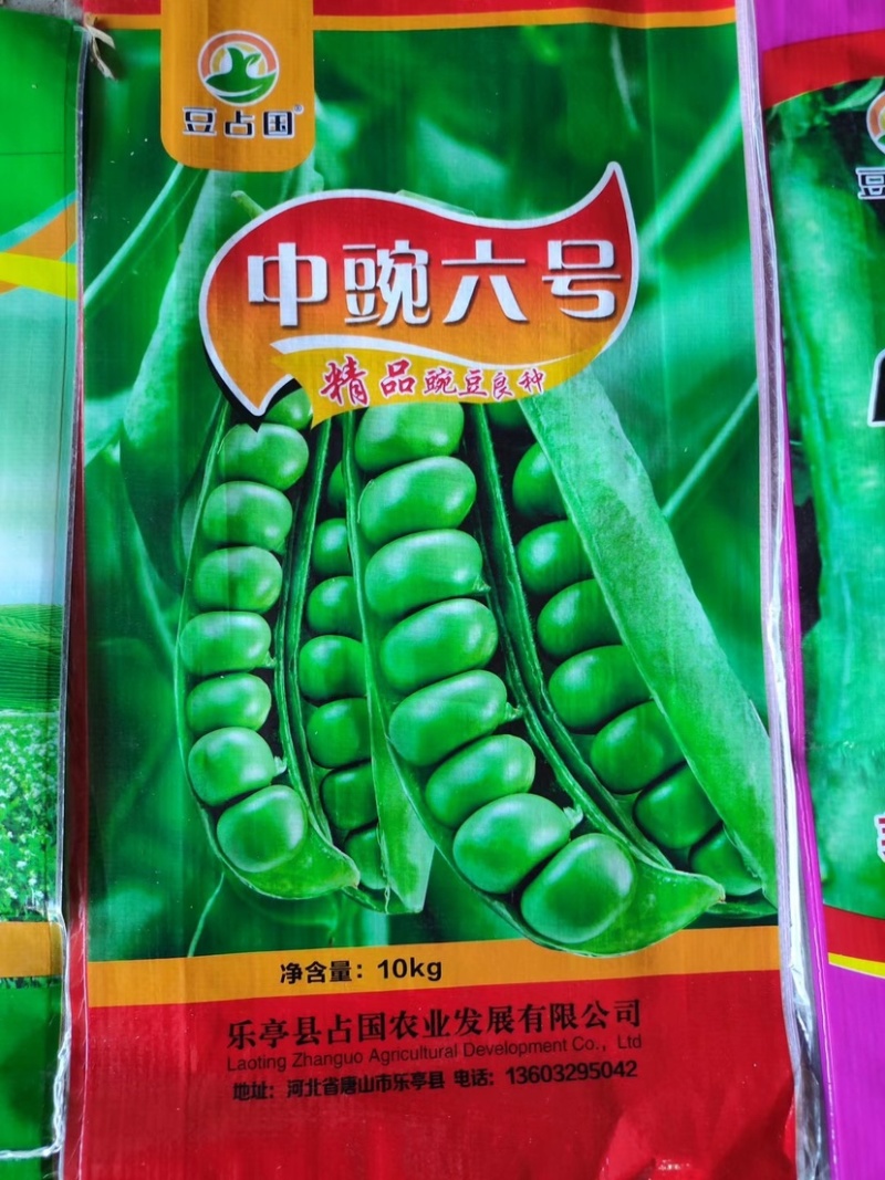 优质甜豌豆种子长寿仁早熟高产甜脆王中豌六号九号豌豆