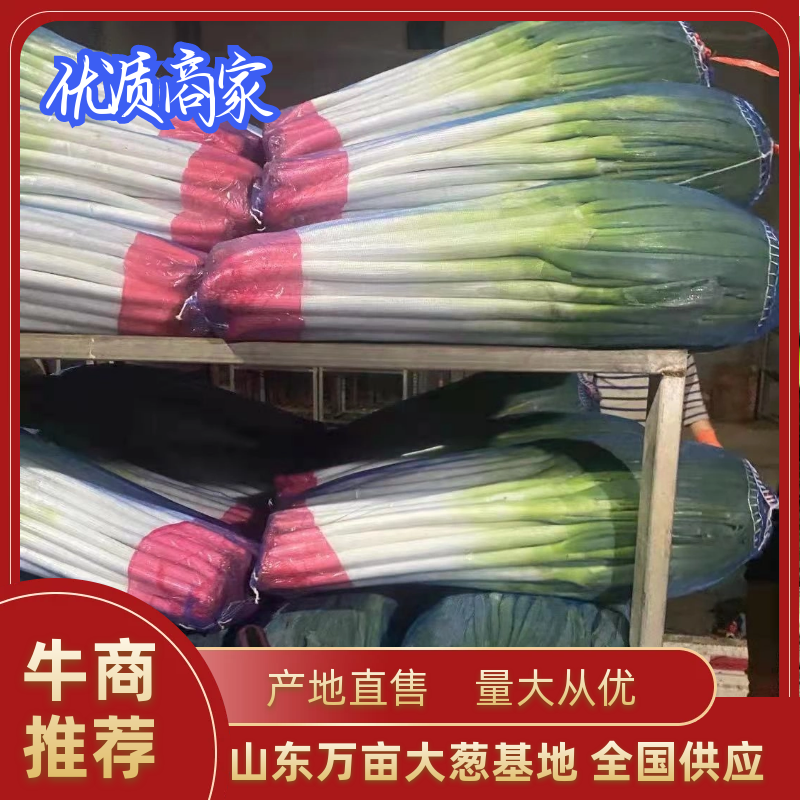 【荐】精品山东大葱，净葱，大量上市，欢迎客商来选购