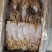 深海鱿鱼干【精品淡口】足干【靓货】产地直销，一件代发